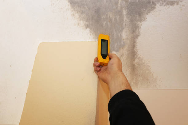 Best Residential Mold Inspection & Testing  in White City, UT