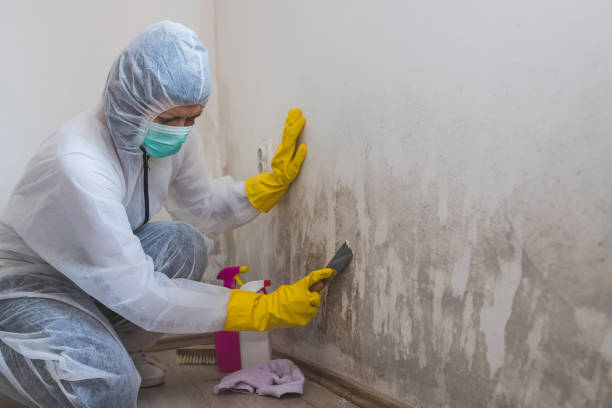 Best Attic Mold Removal  in White City, UT