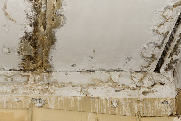  White City, UT Mold Removal Pros