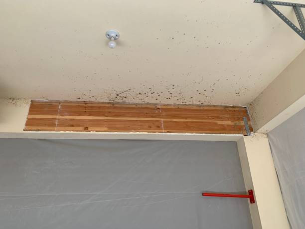 Best Black Mold Removal  in White City, UT